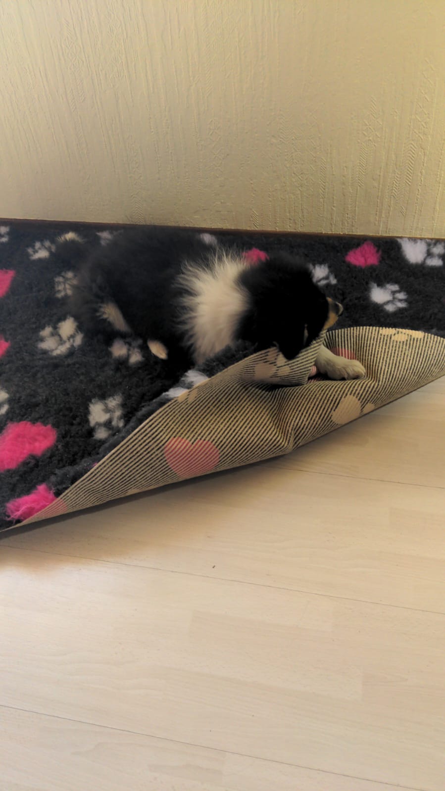 Jeany im neuen Zuhause 