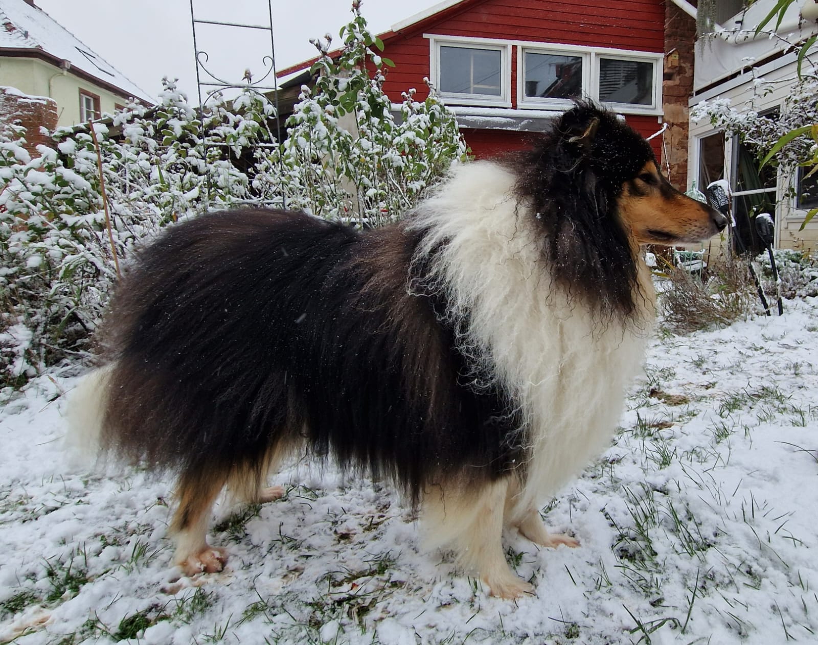 Gonzo mit 4 Jahren 