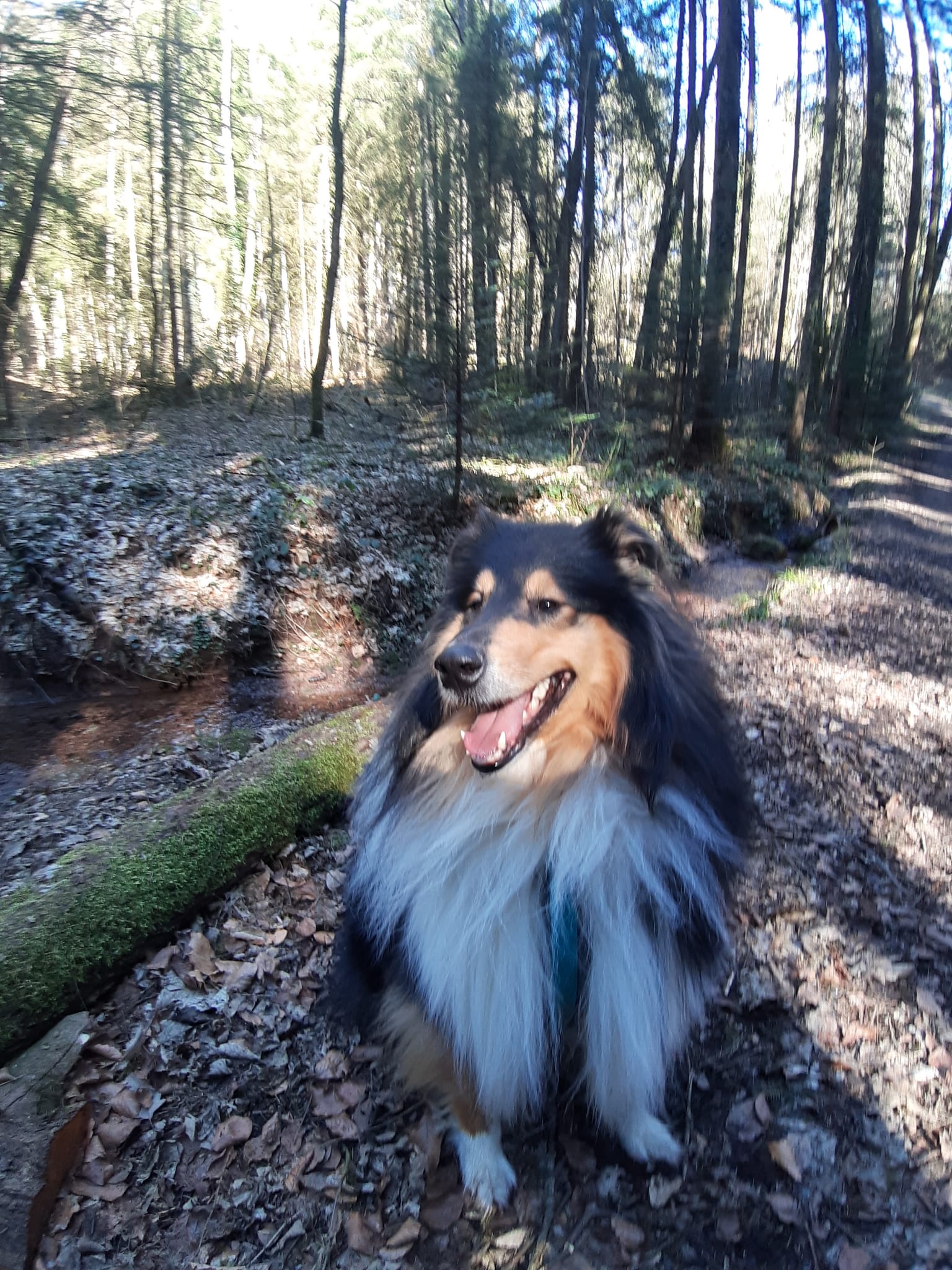 Ernie mit 3 Jahren