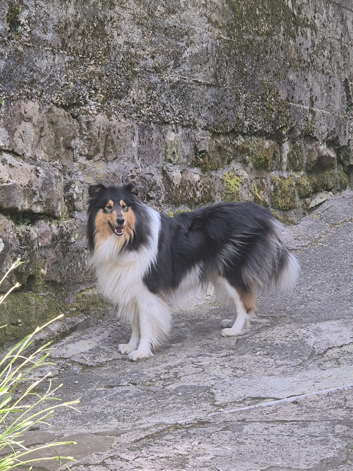 Oliv mit 2 Jahren 