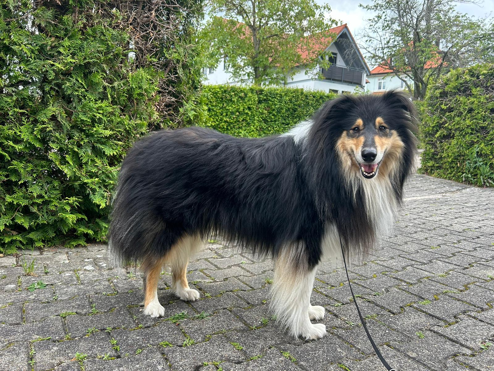 Jack mit 2 Jahren 
