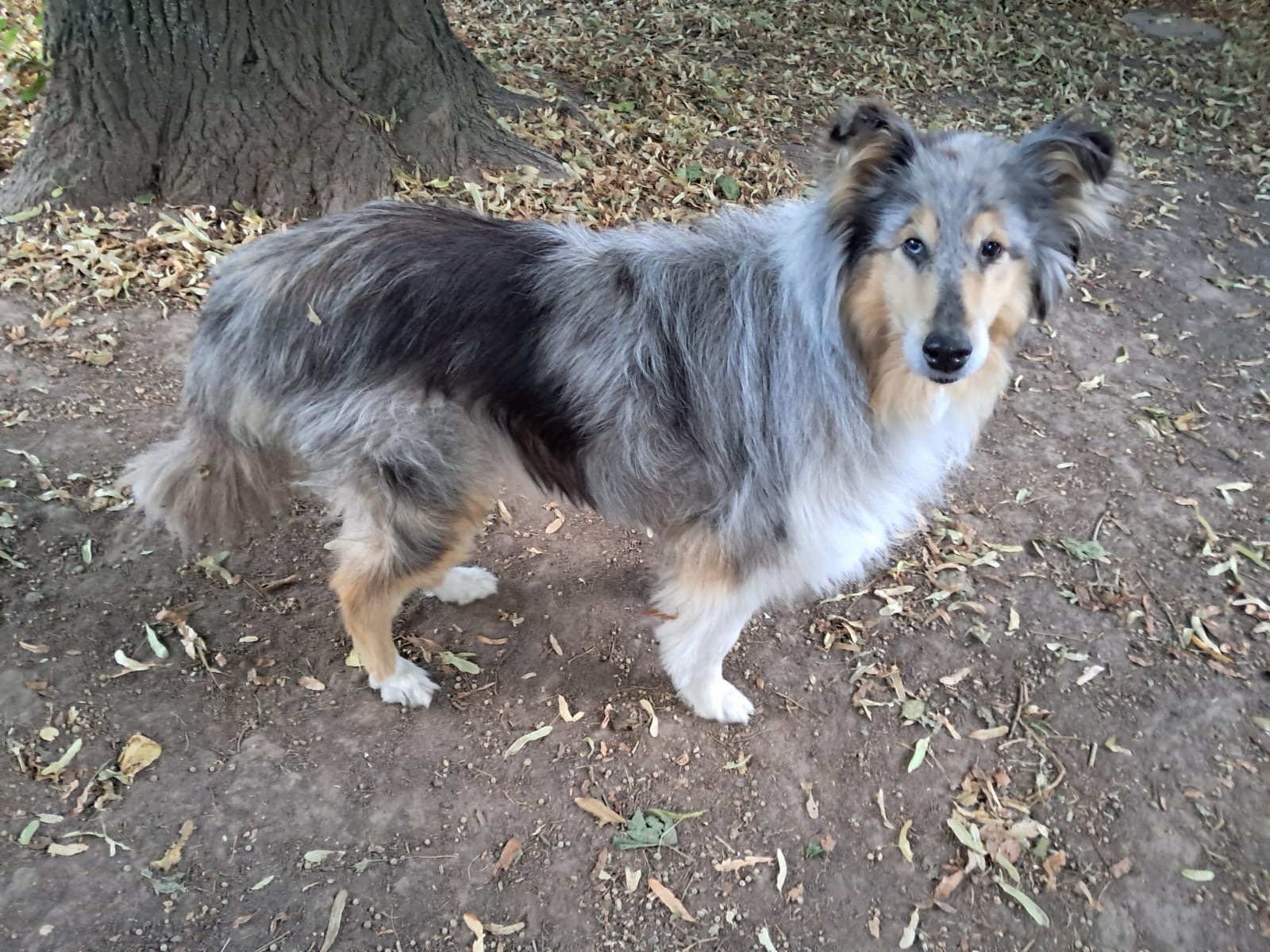Blue Bell mit 9 Jahren 