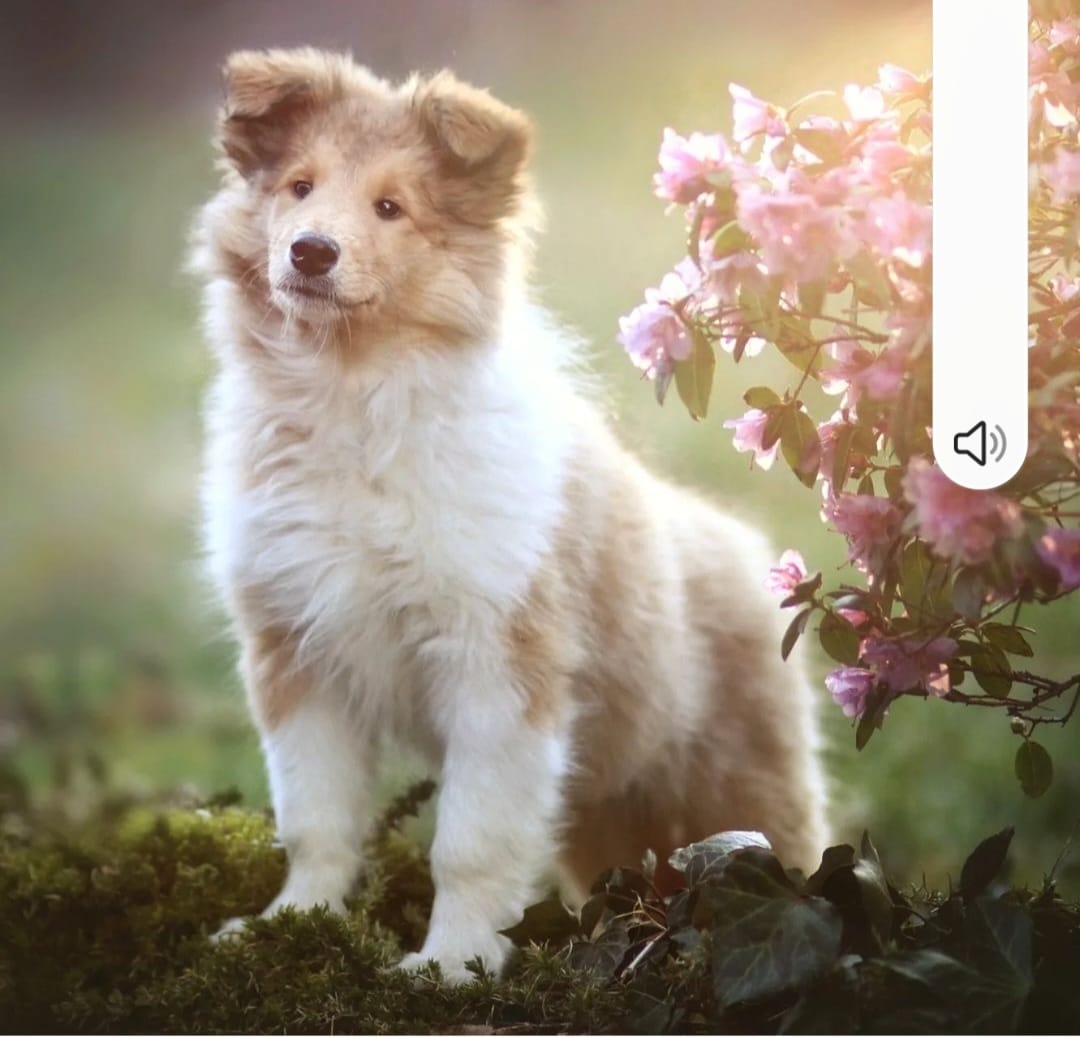 Isa im neuem Zuhause