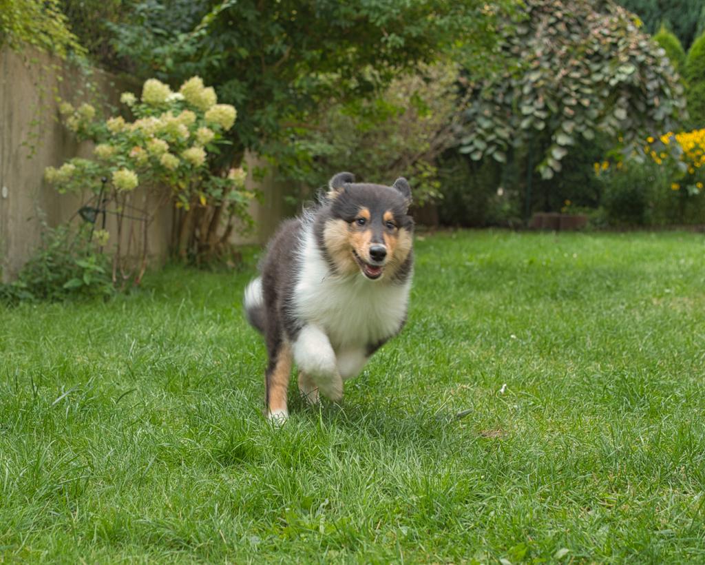 Hermine mit ca. 15 Wochen
