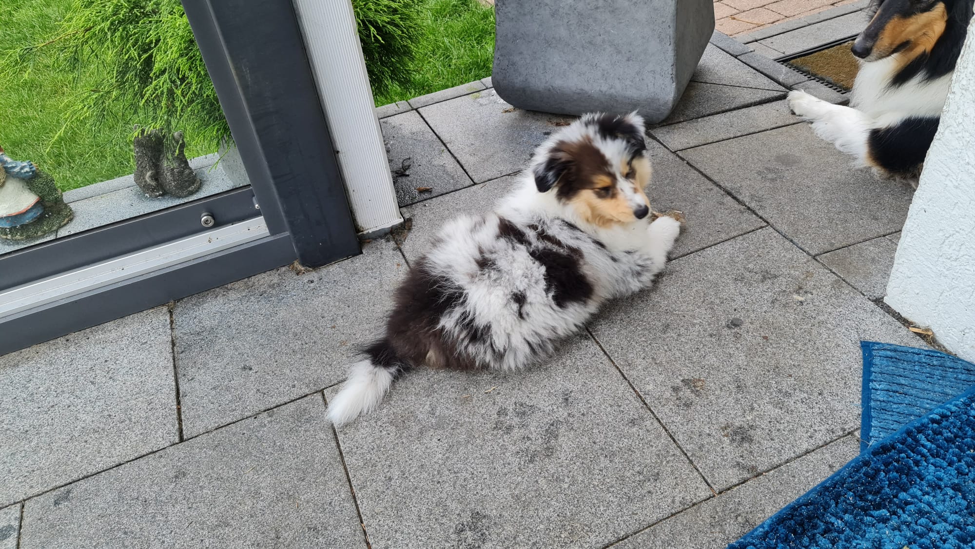 Hanna im neuen Zuhause 