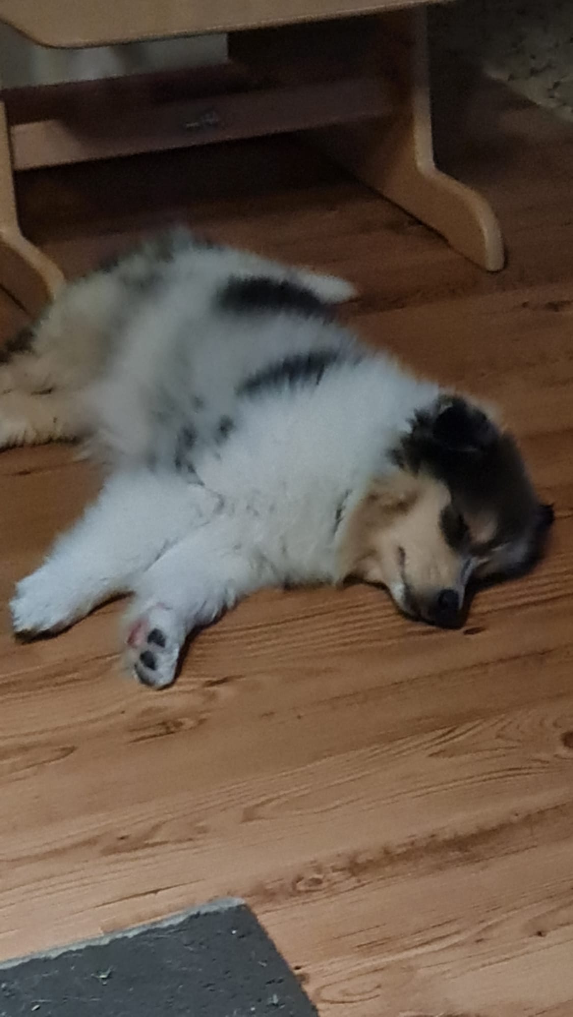 Hanna mit ca. 12 Wochen