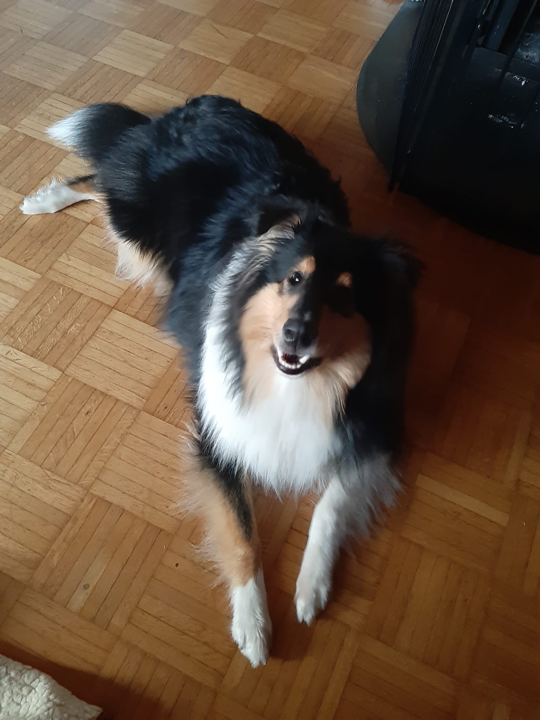 Ernie mit ca. 8 Monaten