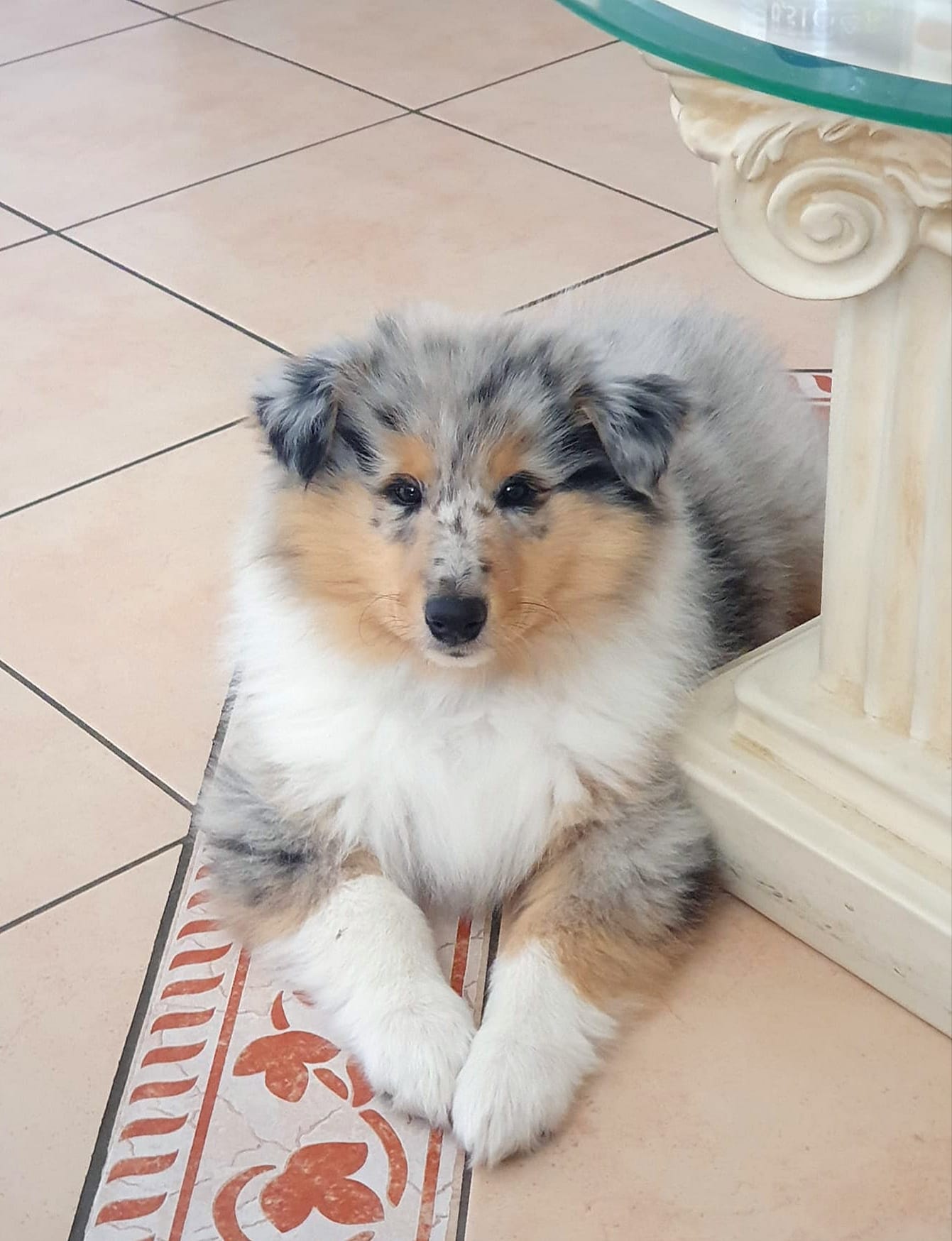 Mojo (Lobo)