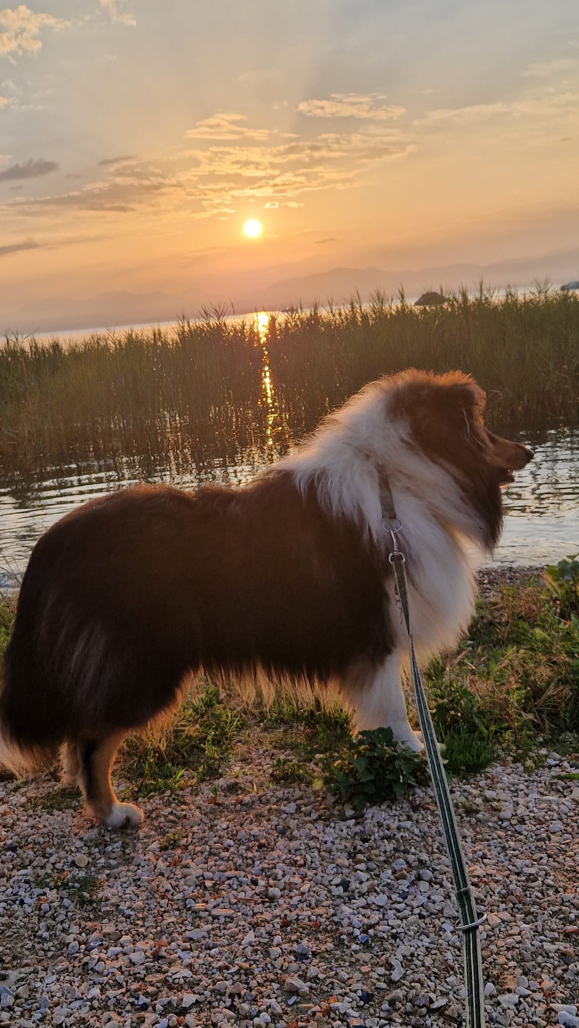Mickey mit 1nem Jahr 