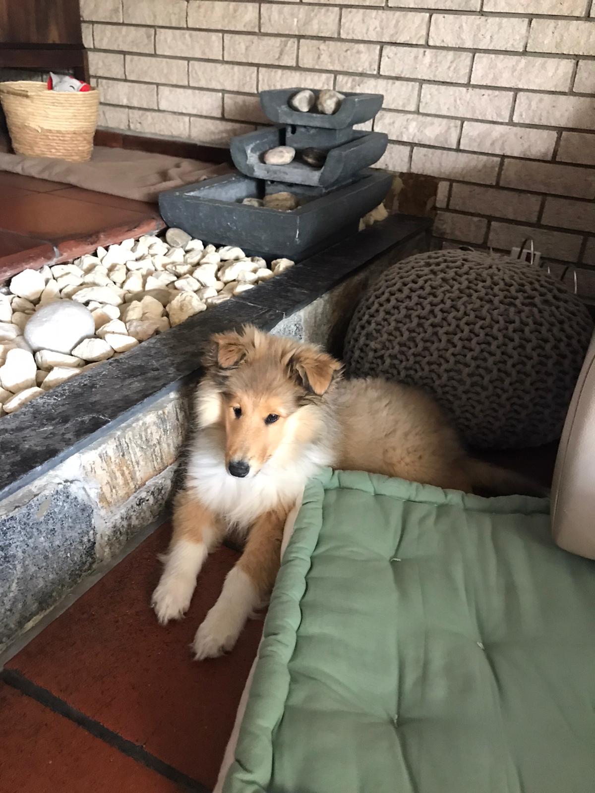 Kiara im neuen Zuhause 