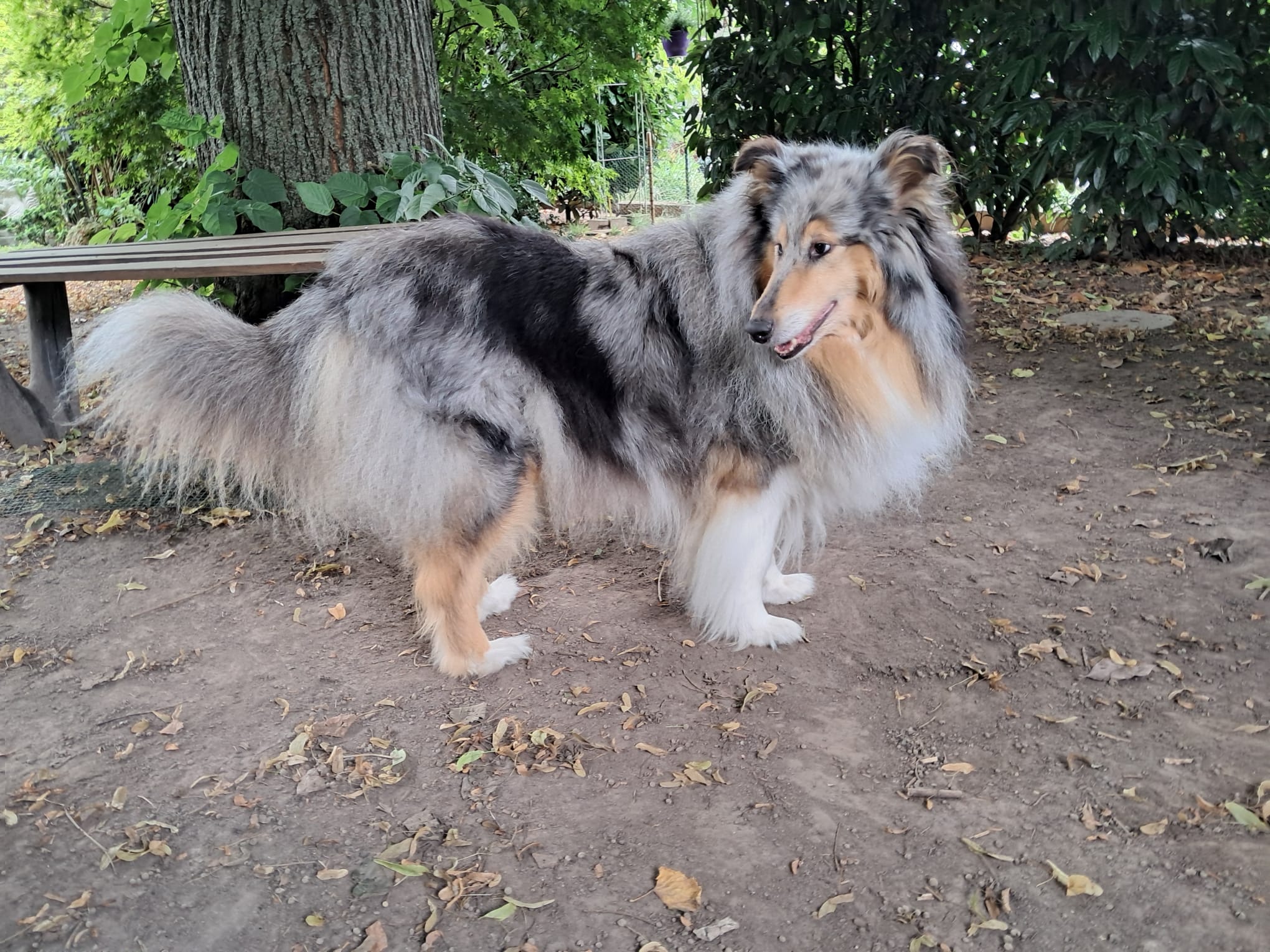 Blue Bell mit 7 Jahren 