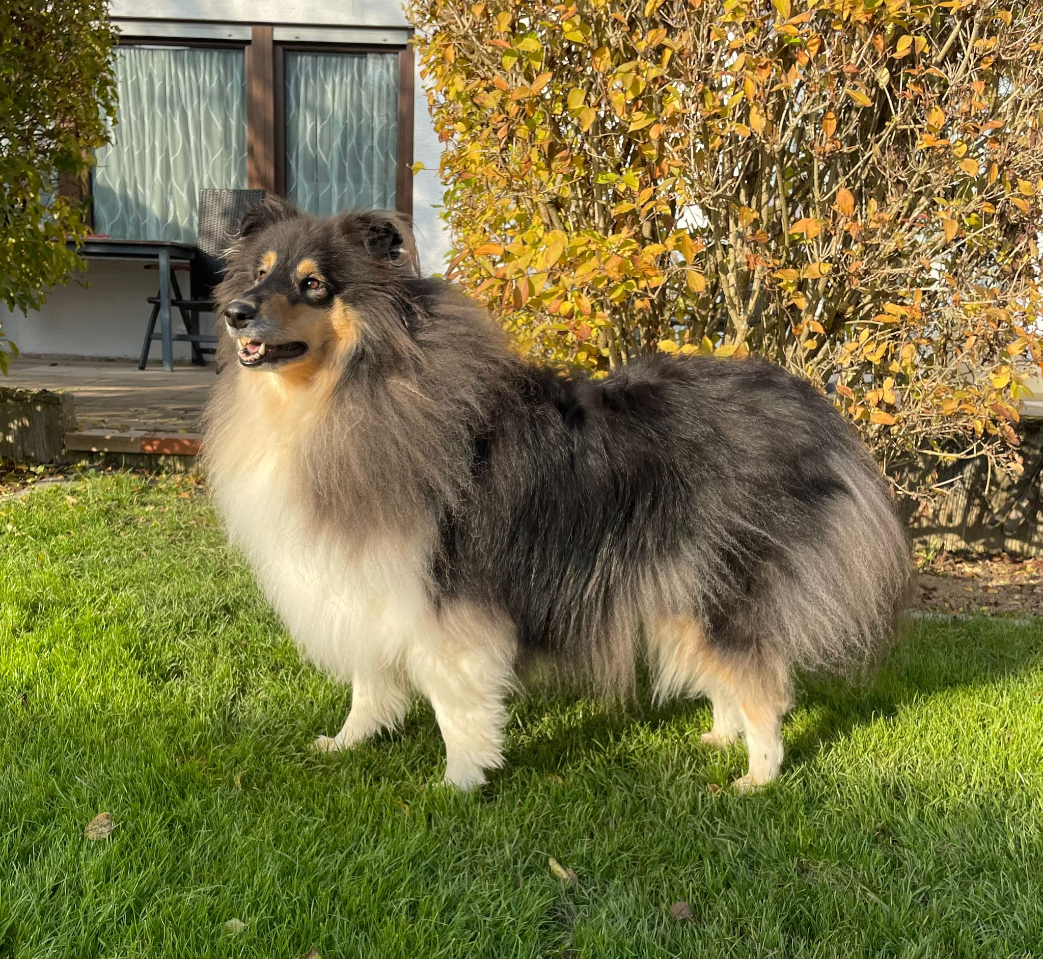 Glory mit 4 Jahren 