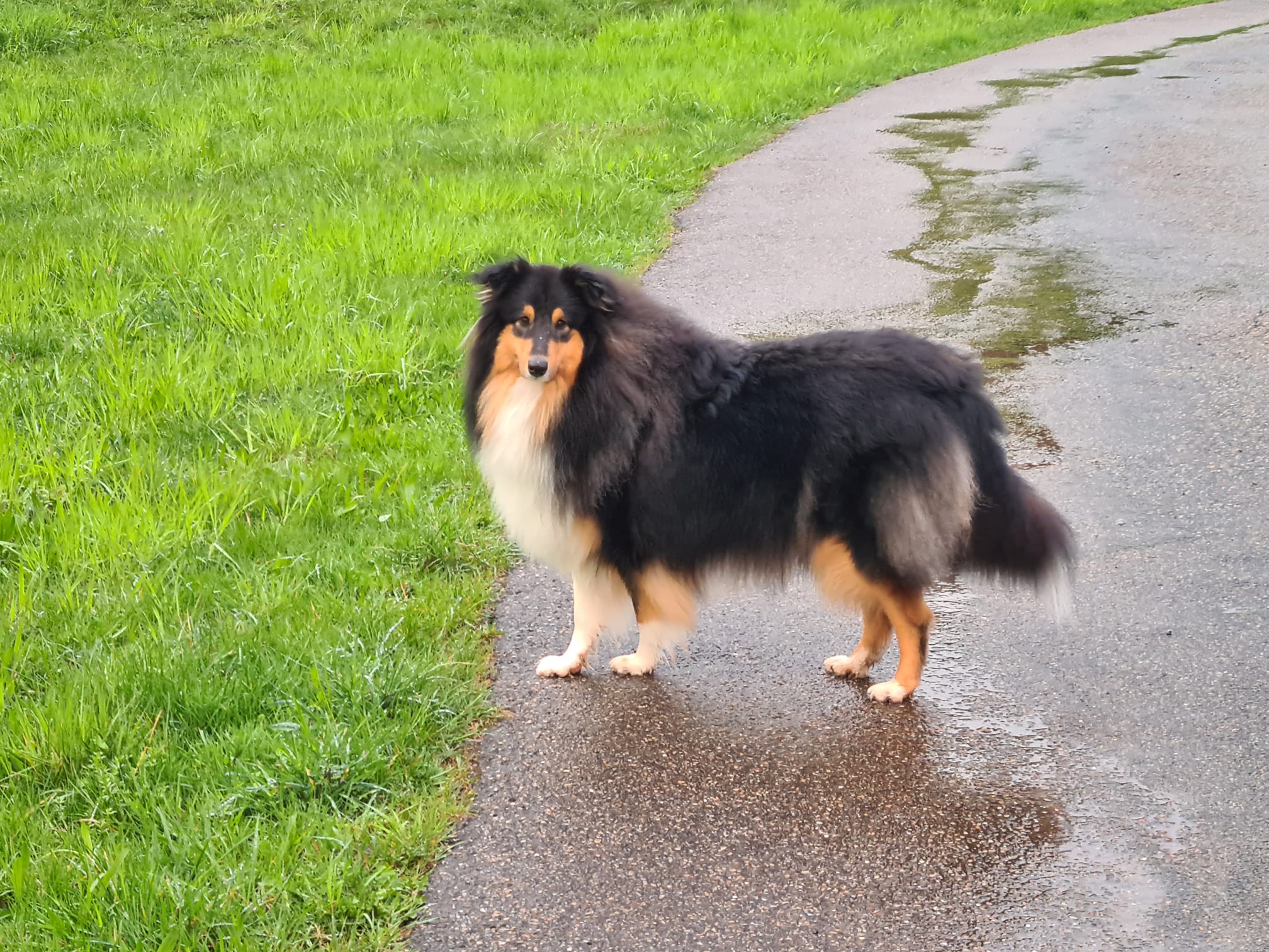 Leeloo mit 1nem Jahr 