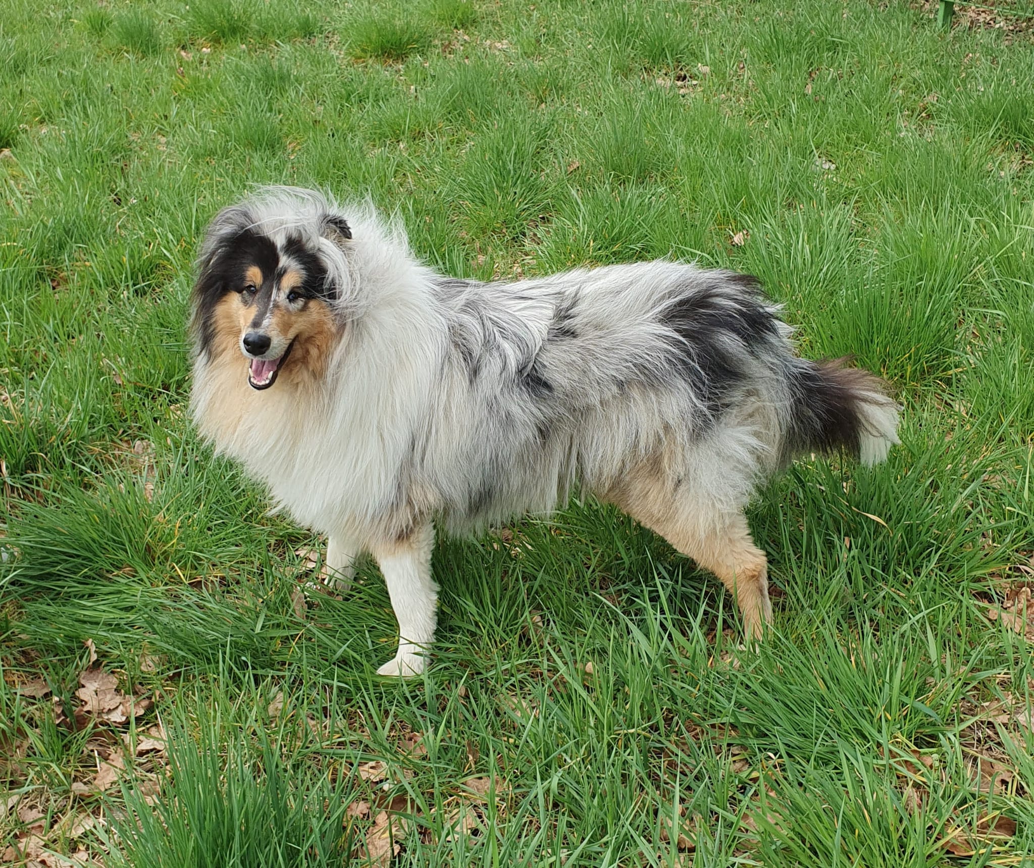 Lucky Luke mit 2 Jahren 