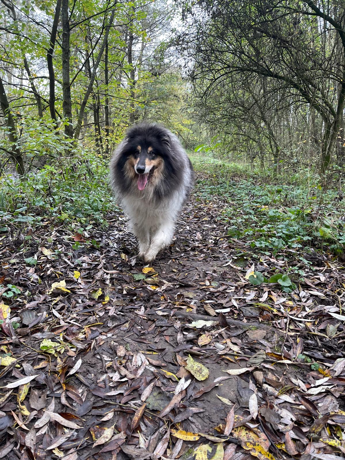 Gismo mit 4 Jahren 