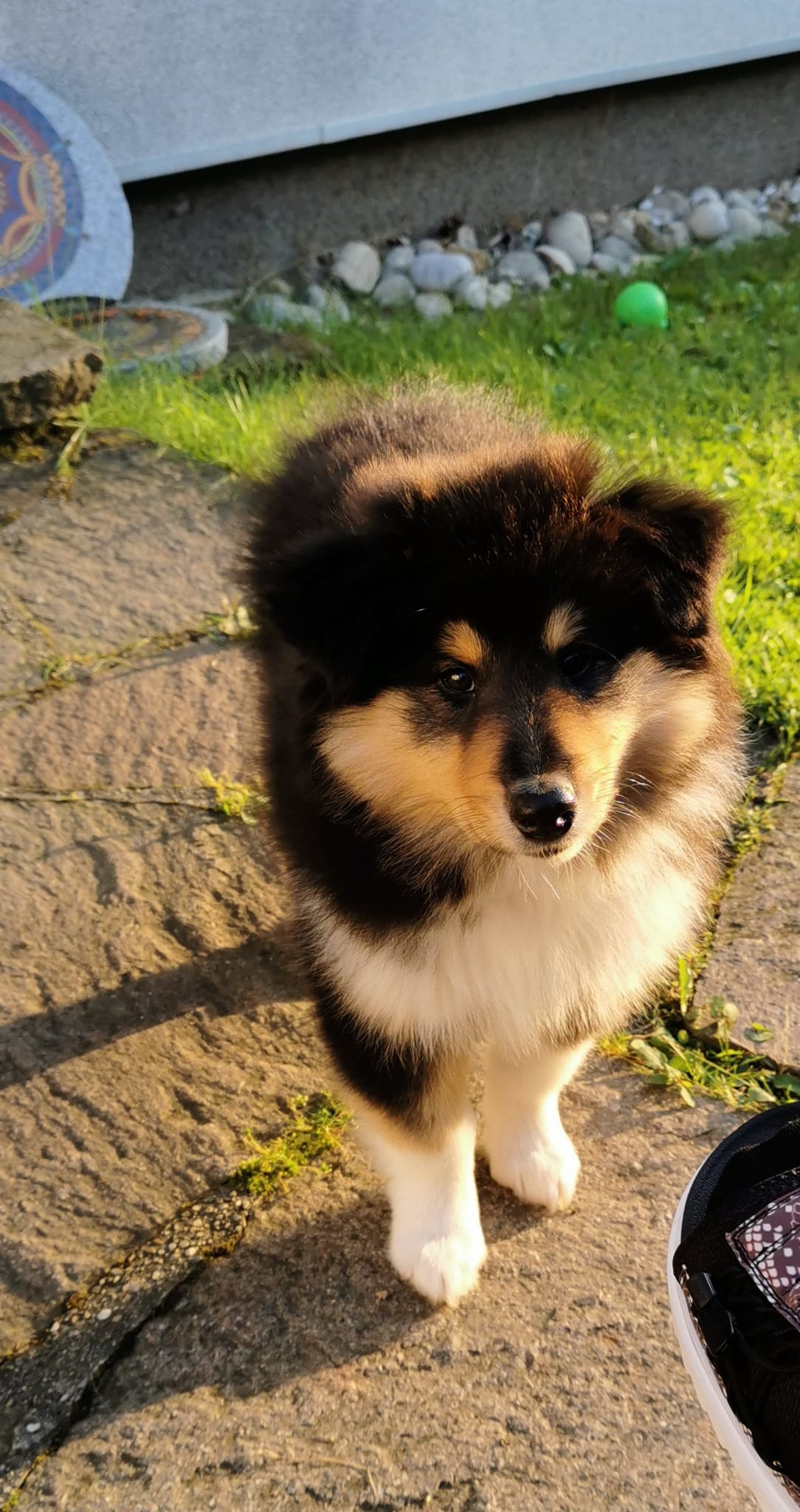 Hope mit ca. 10 Wochen