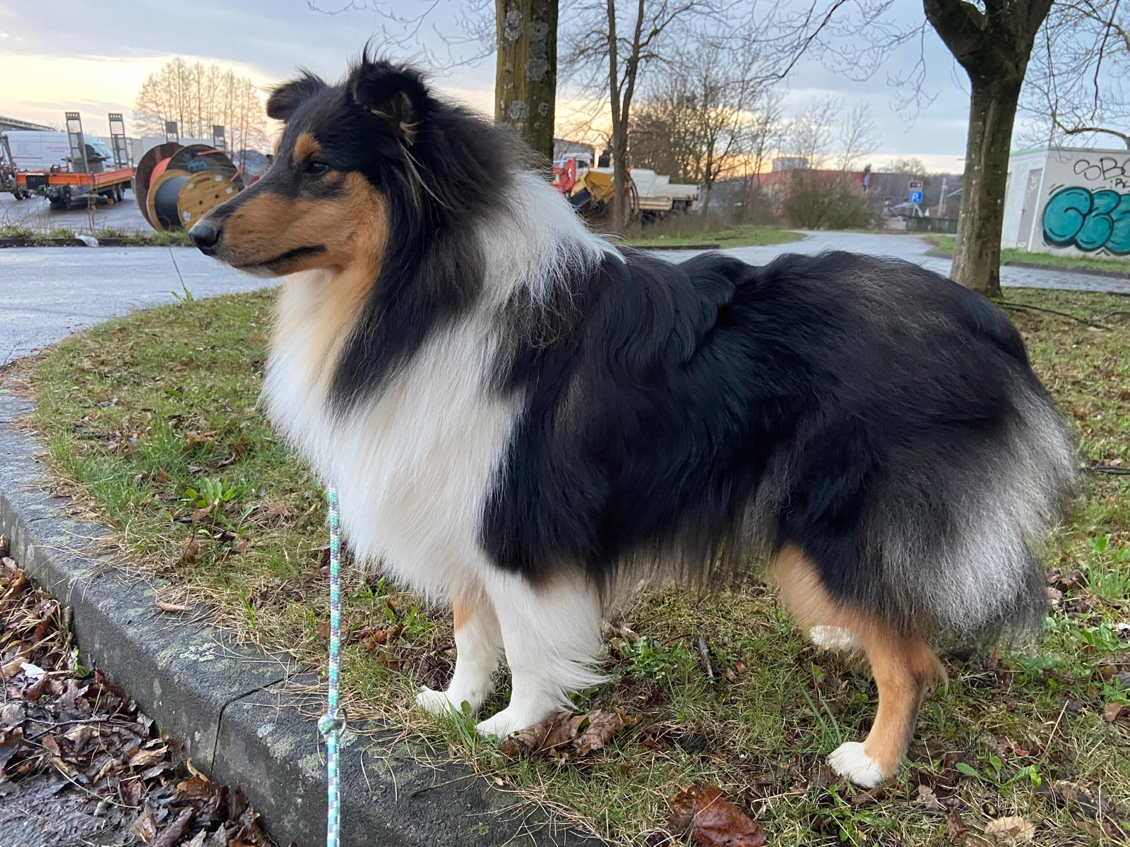 Nala mit 1nem Jahr 