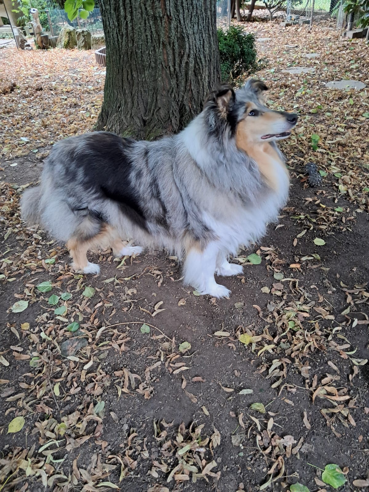 Blue Bell mit 8 Jahren 