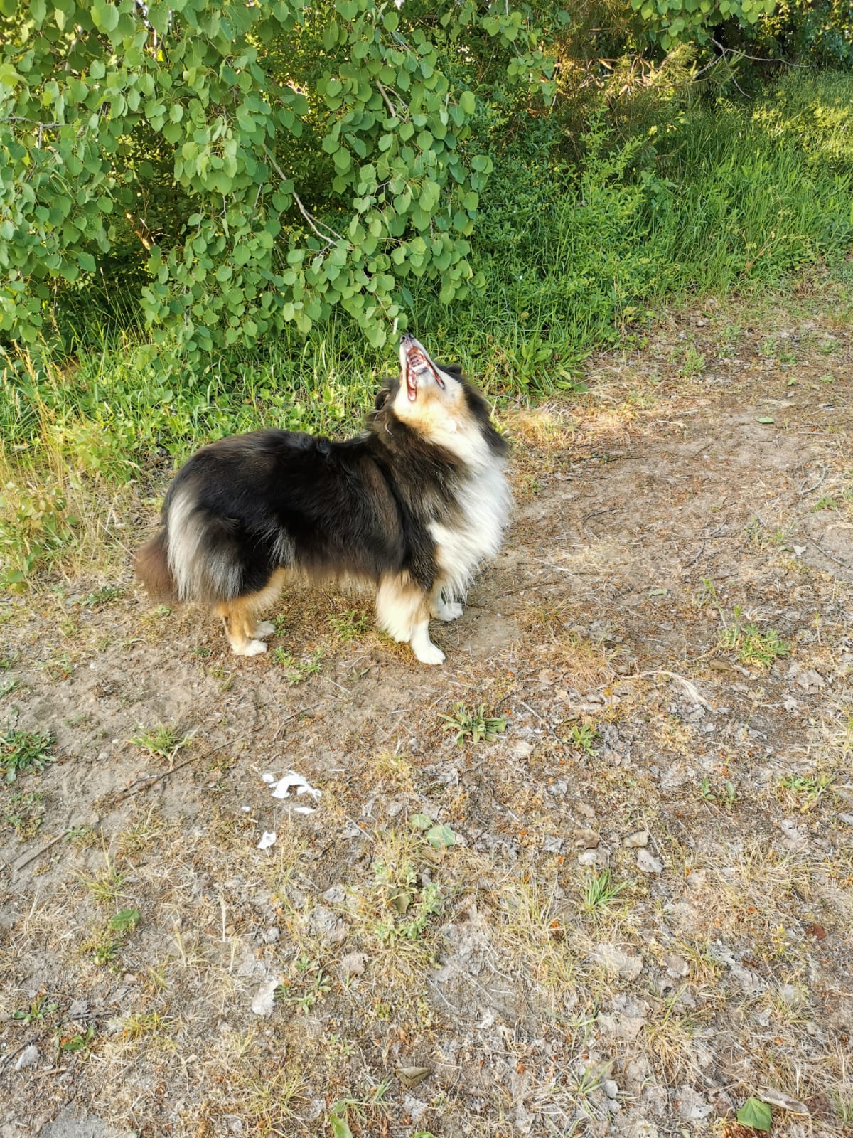 Hope mit 2 Jahren 