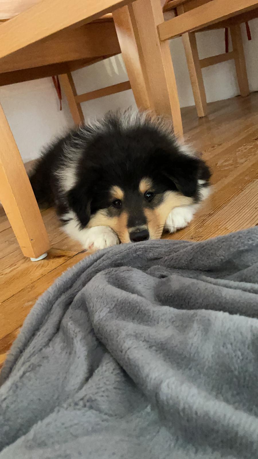 Hermine im neuen Zuhause 