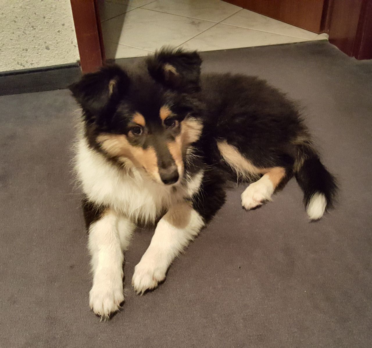 Betty mit 12 Wochen 