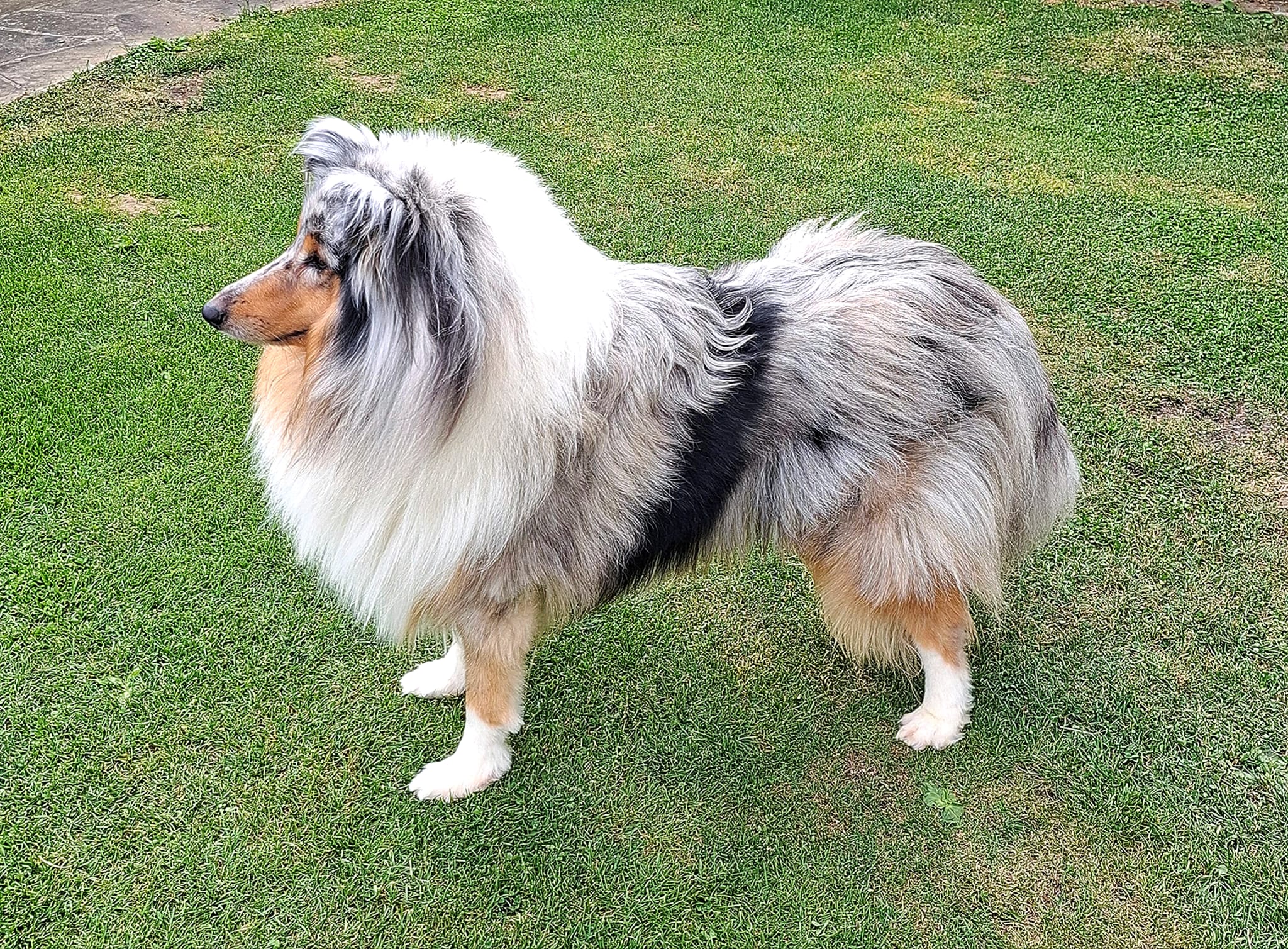 Mojo mit 2 Jahren 