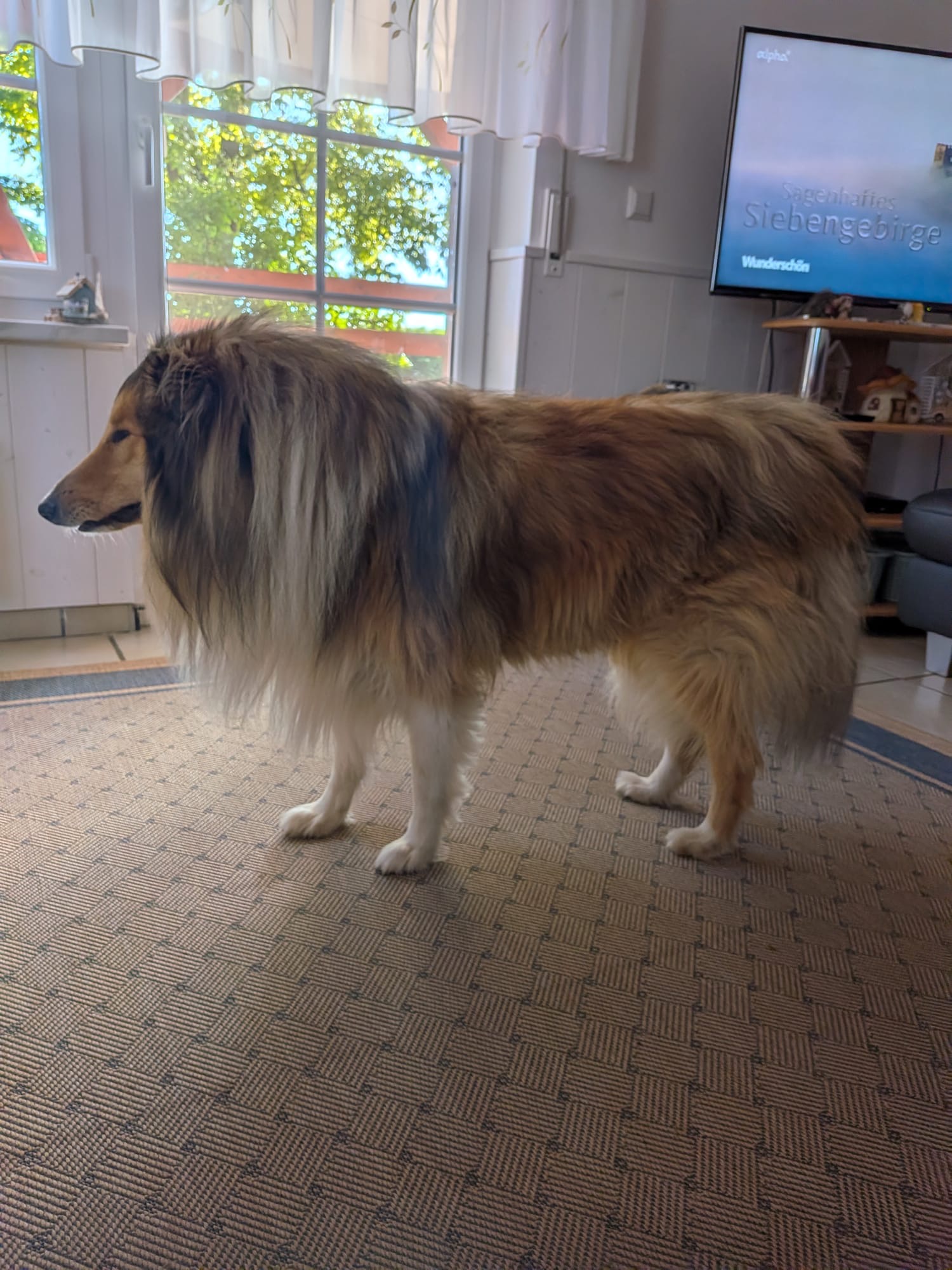 Kenai mit 4 Jahren 