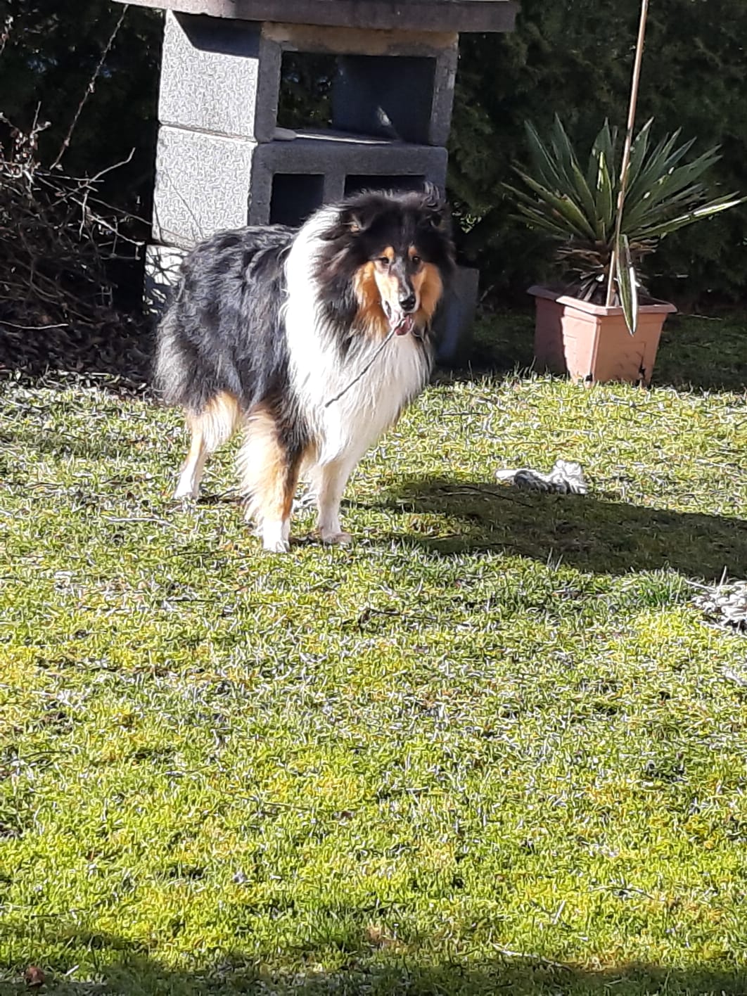 Ernie mit ca. 10,5 Monaten