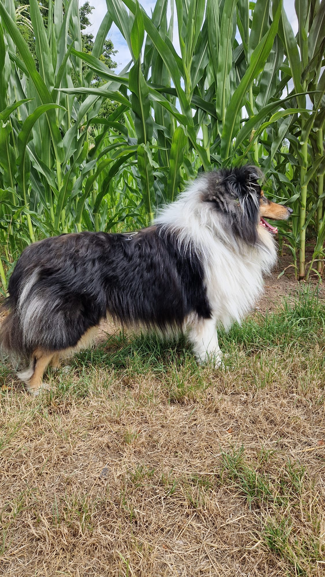 Mickey mit 2 Jahren 