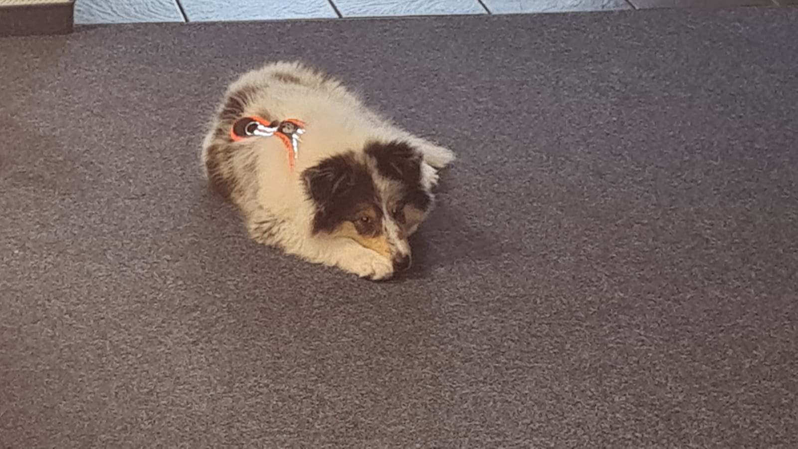 Hanna auf der Arbeit, ist wohl anstrengend.