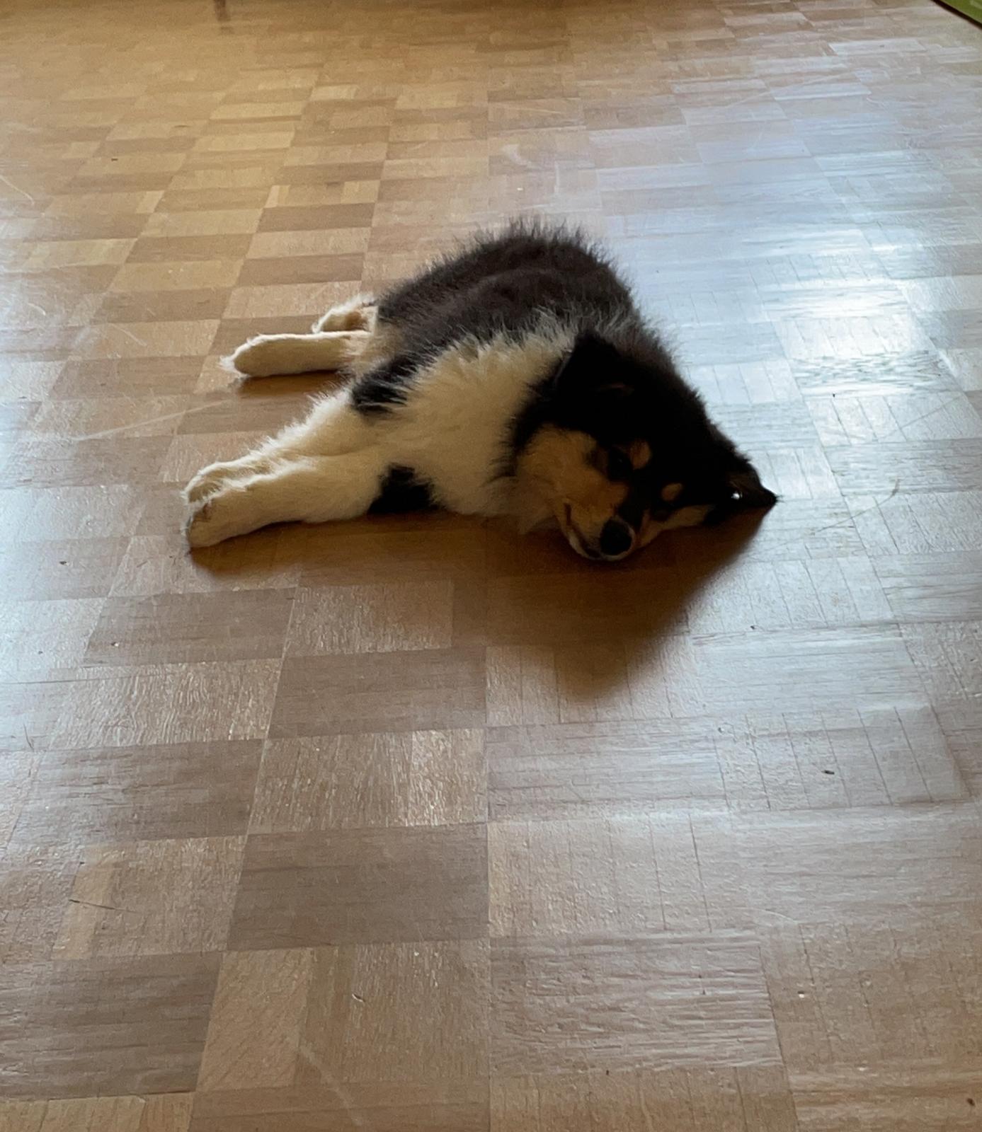 Hermine mit 11 Wochen 