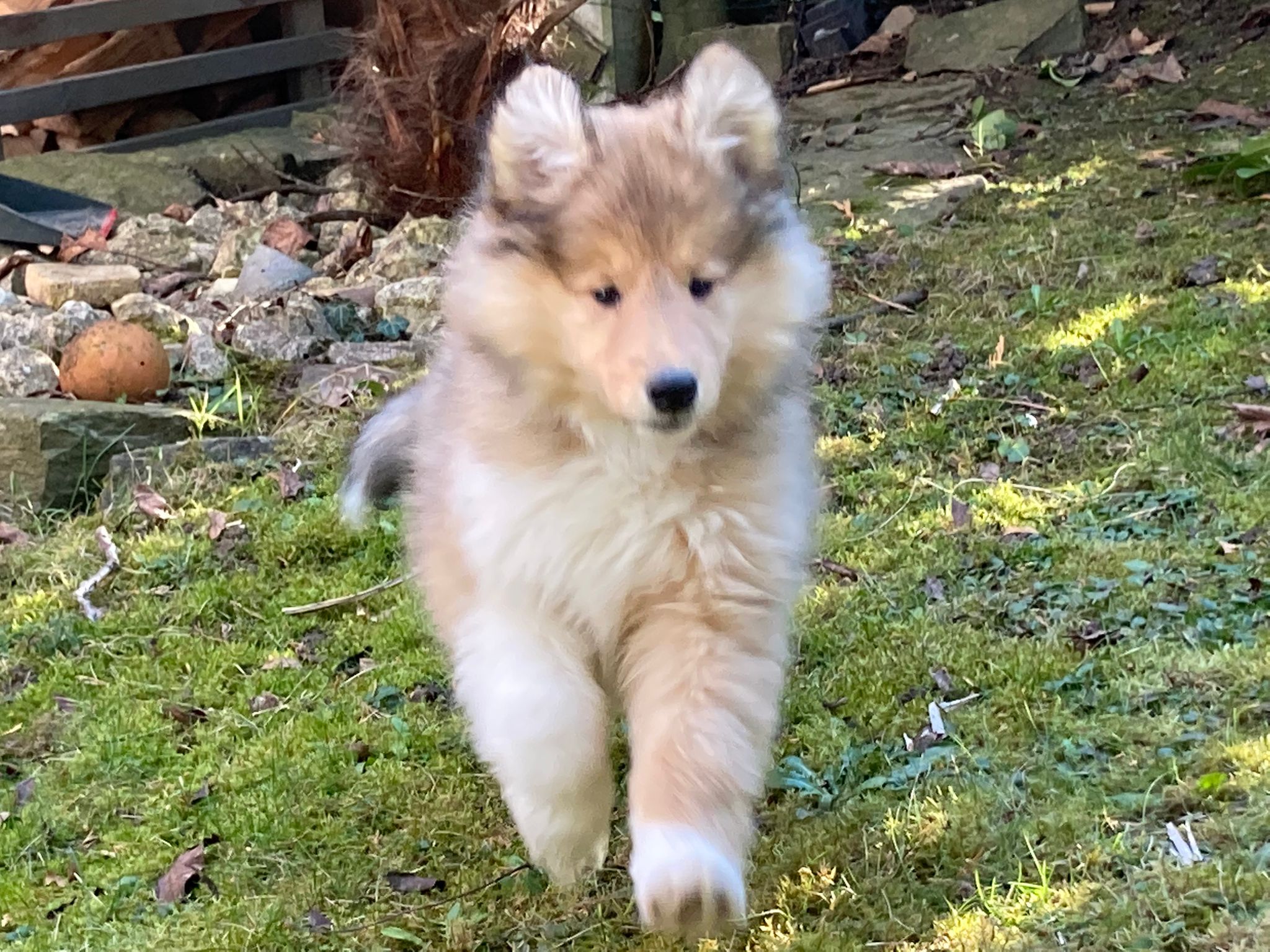 Itchy im neuen Zuhause