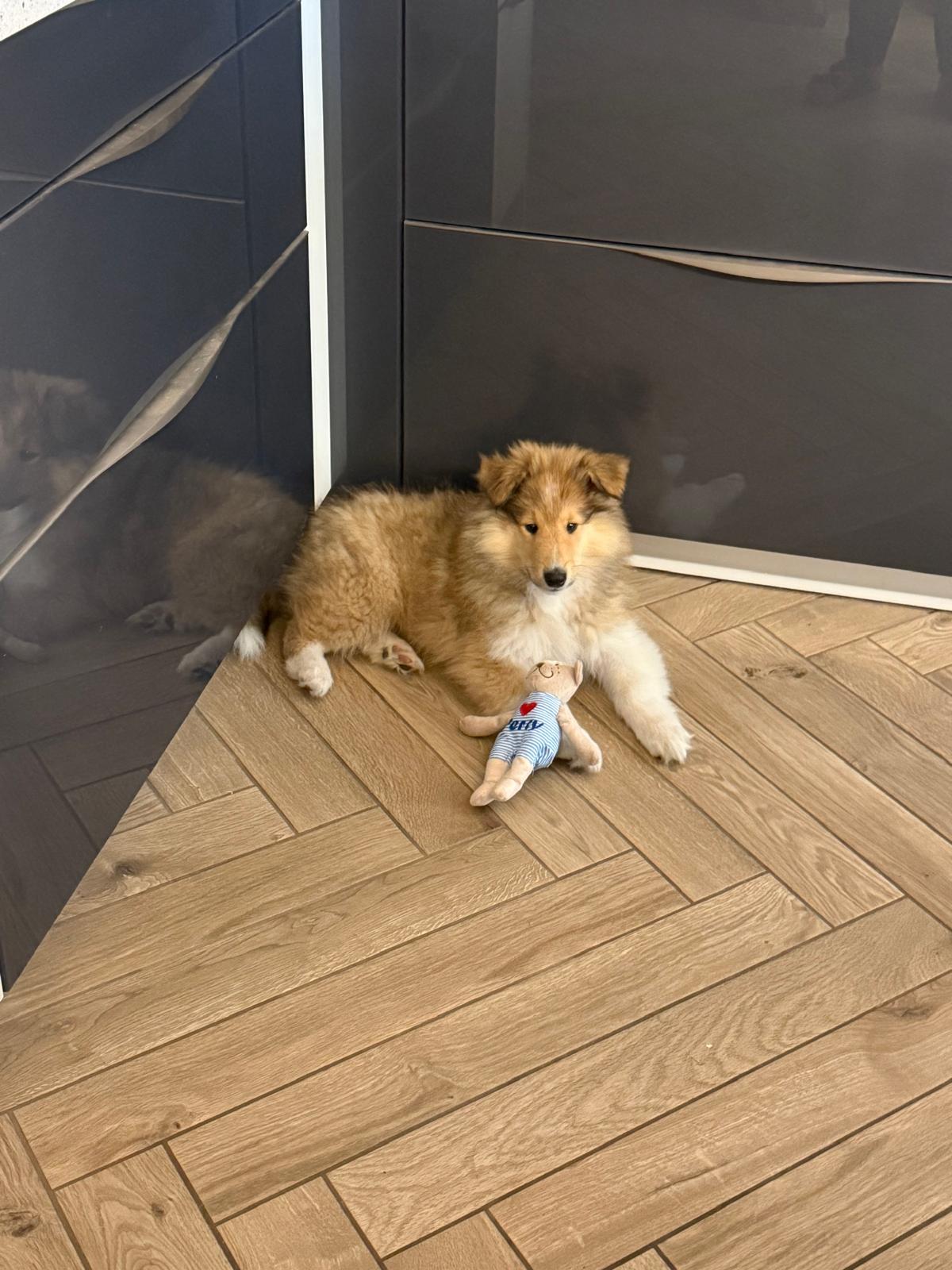 Percy im neuen Zuhause 