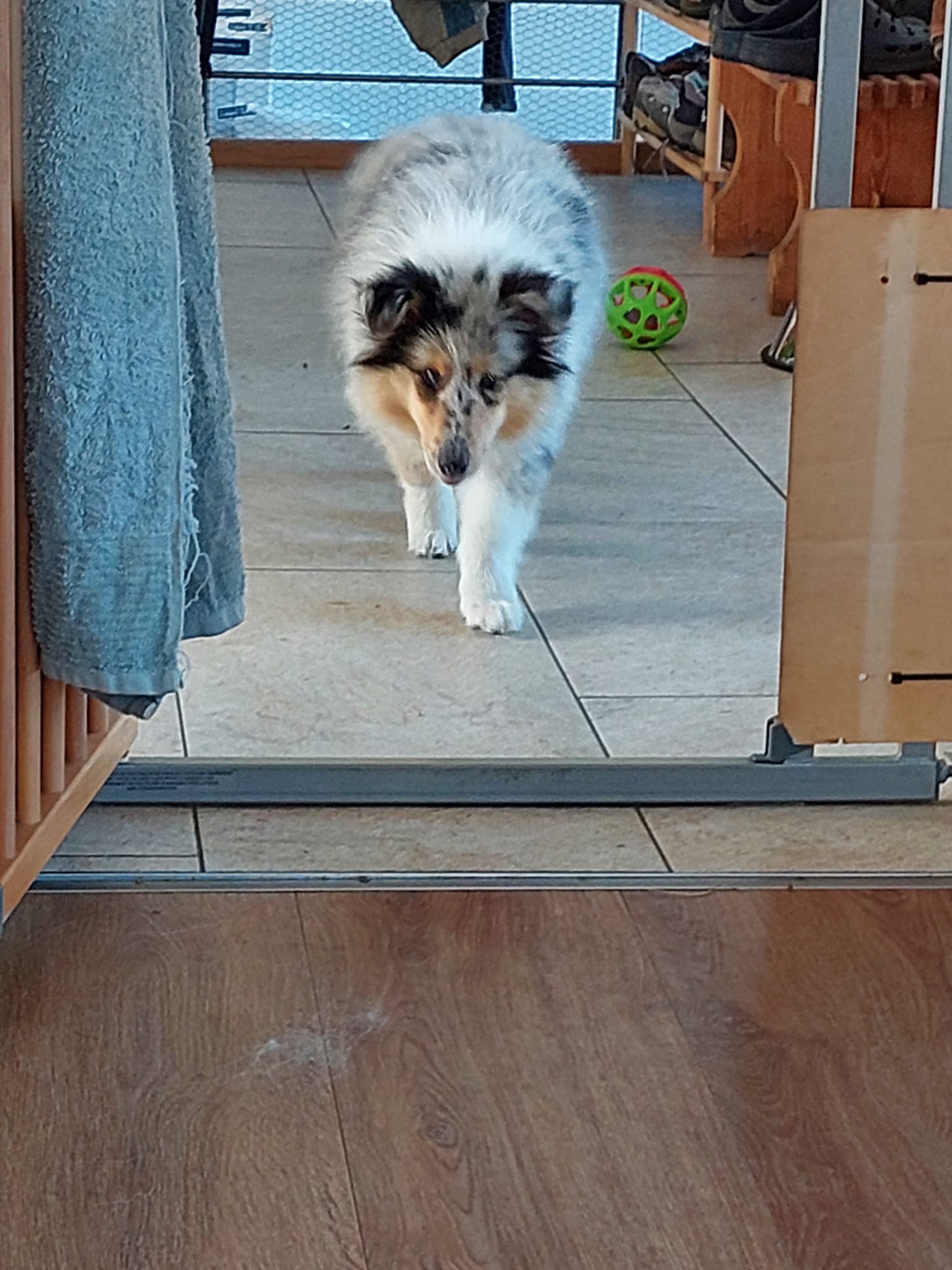 Harmony mit ca. 14 Wochen