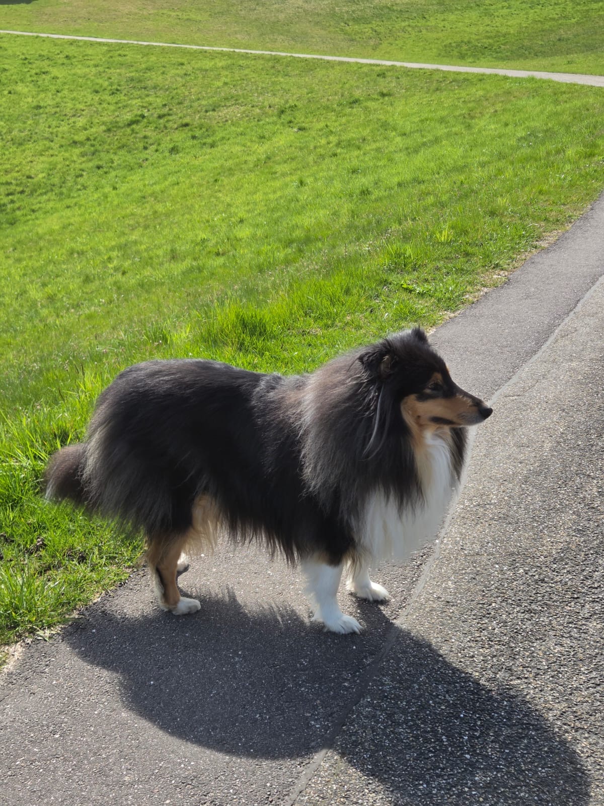 Leeloo mit 3 Jahren 