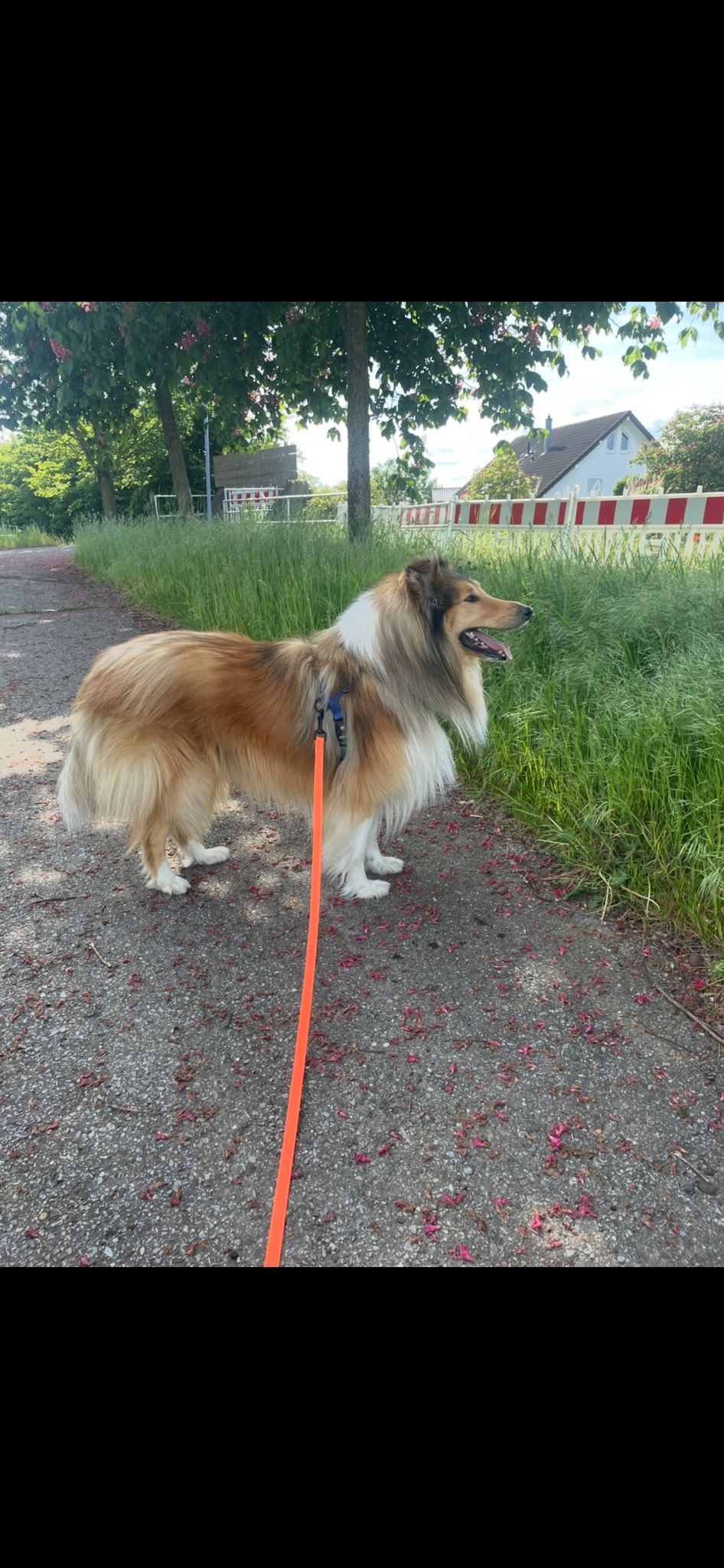 Kion mit 3 Jahren 