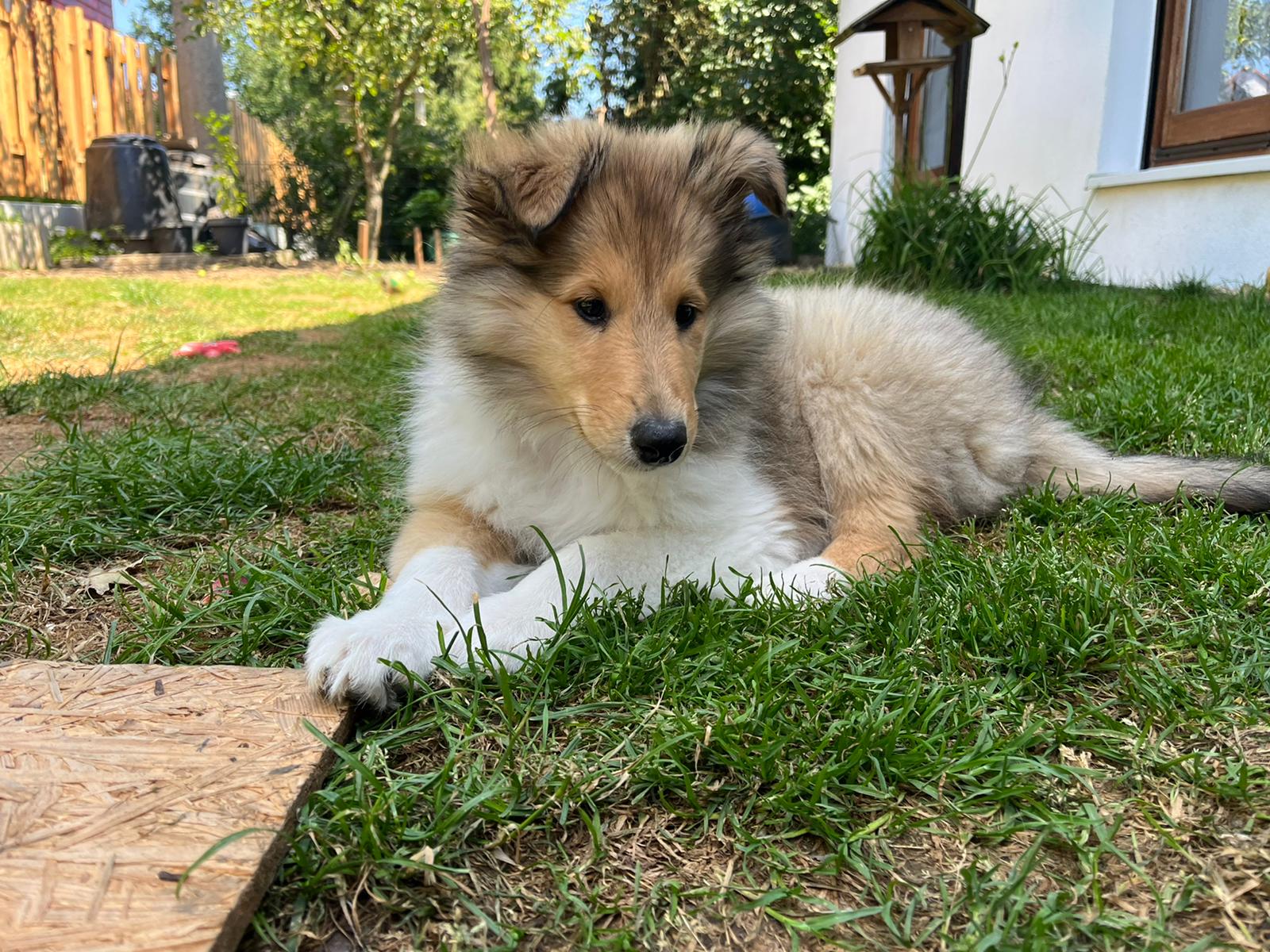 Klara mit 10 Wochen 