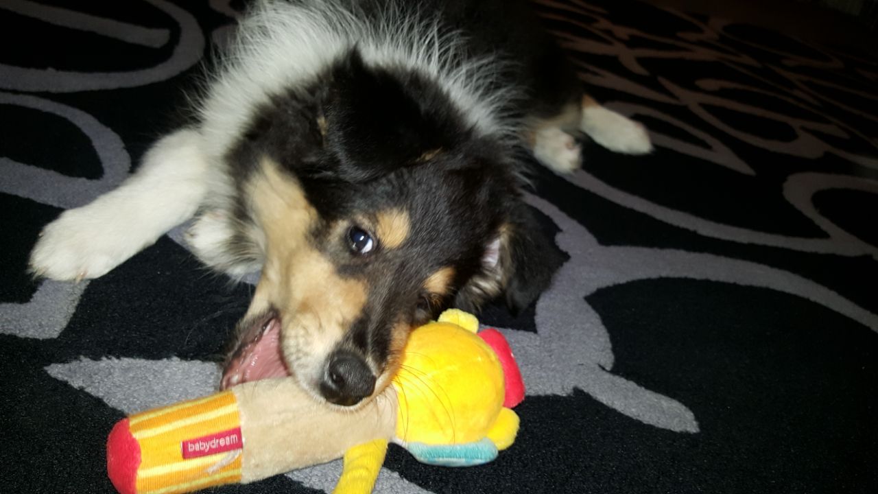 Betty im neuen Zuhause