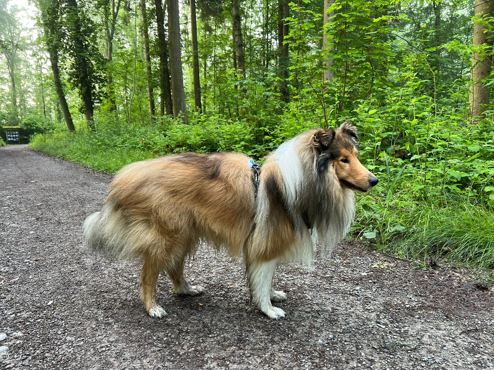 Kenzo mit 2 Jahren 