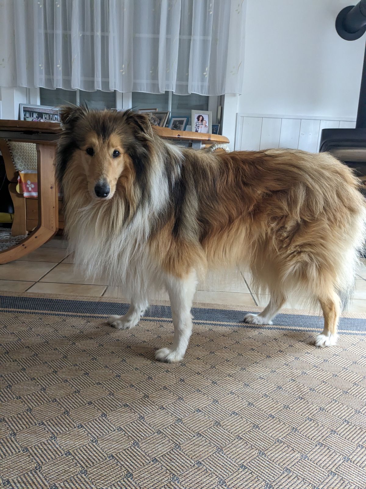 Kenai mit 2 Jahren 