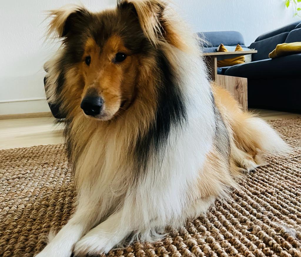 Koda mit 1nem Jahr 