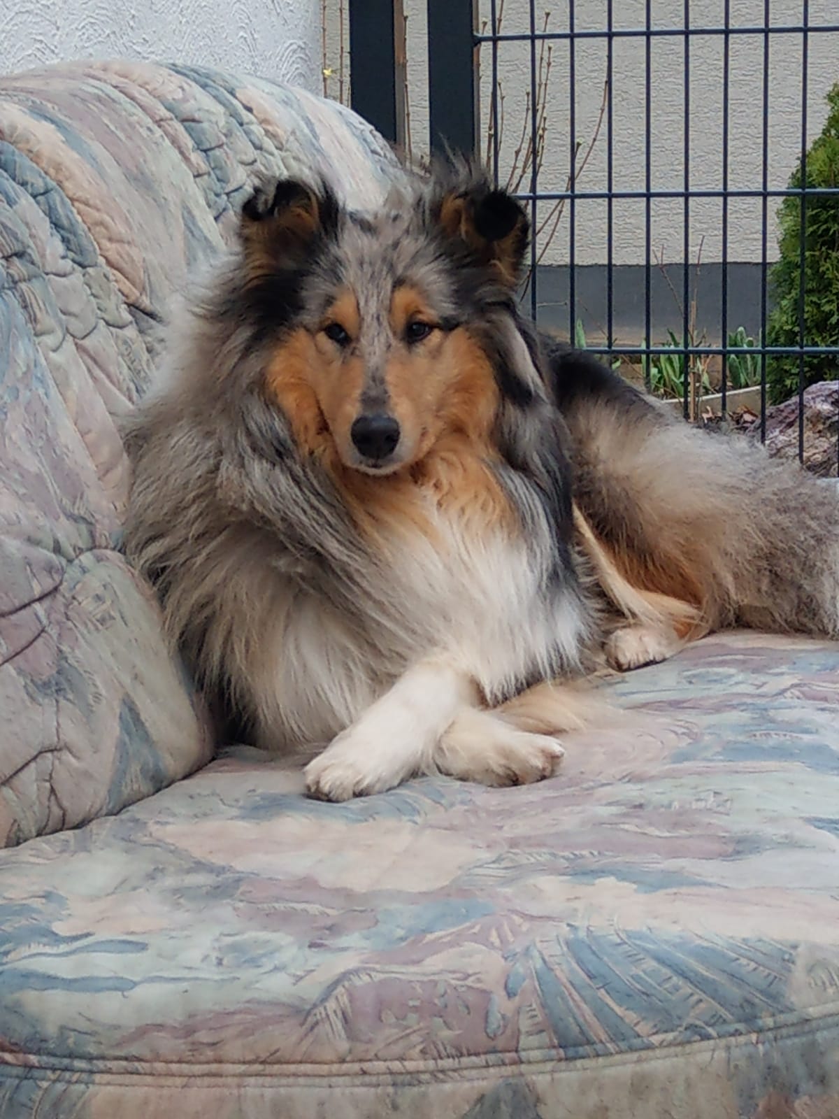Blue Bell ( Enya ) mit knapp 2 Jahren