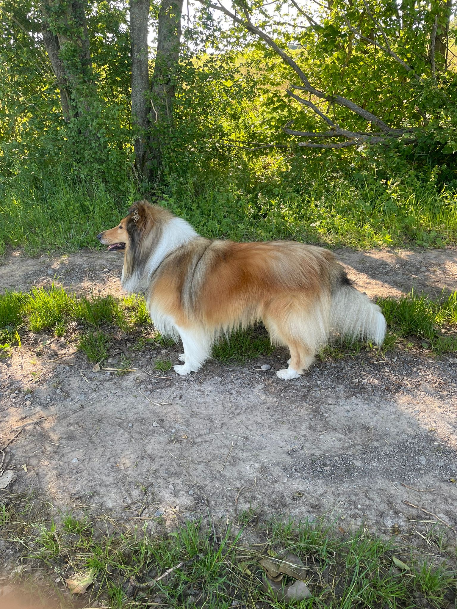 Kion mit 4 Jahren 