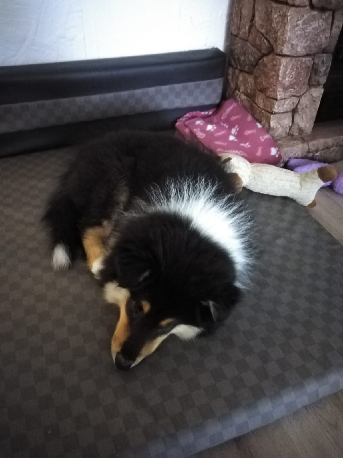 Holly mit ca. 15 Wochen