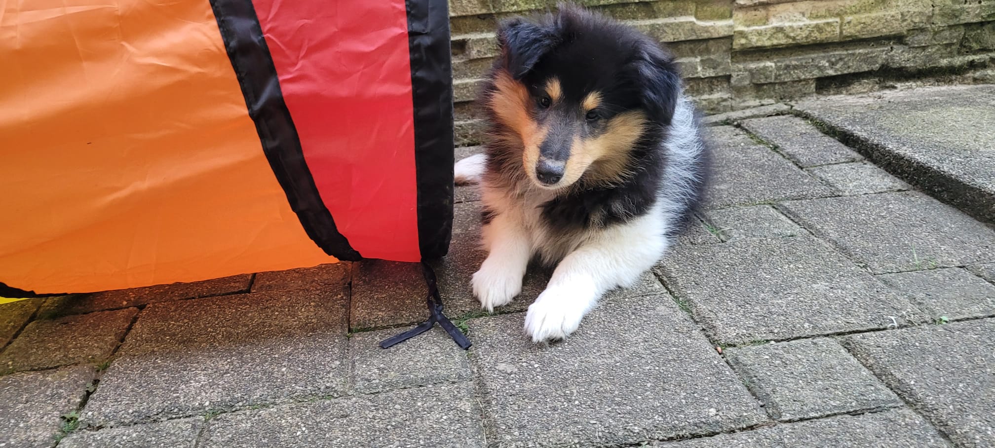 Minnie im neuen Zuhause 