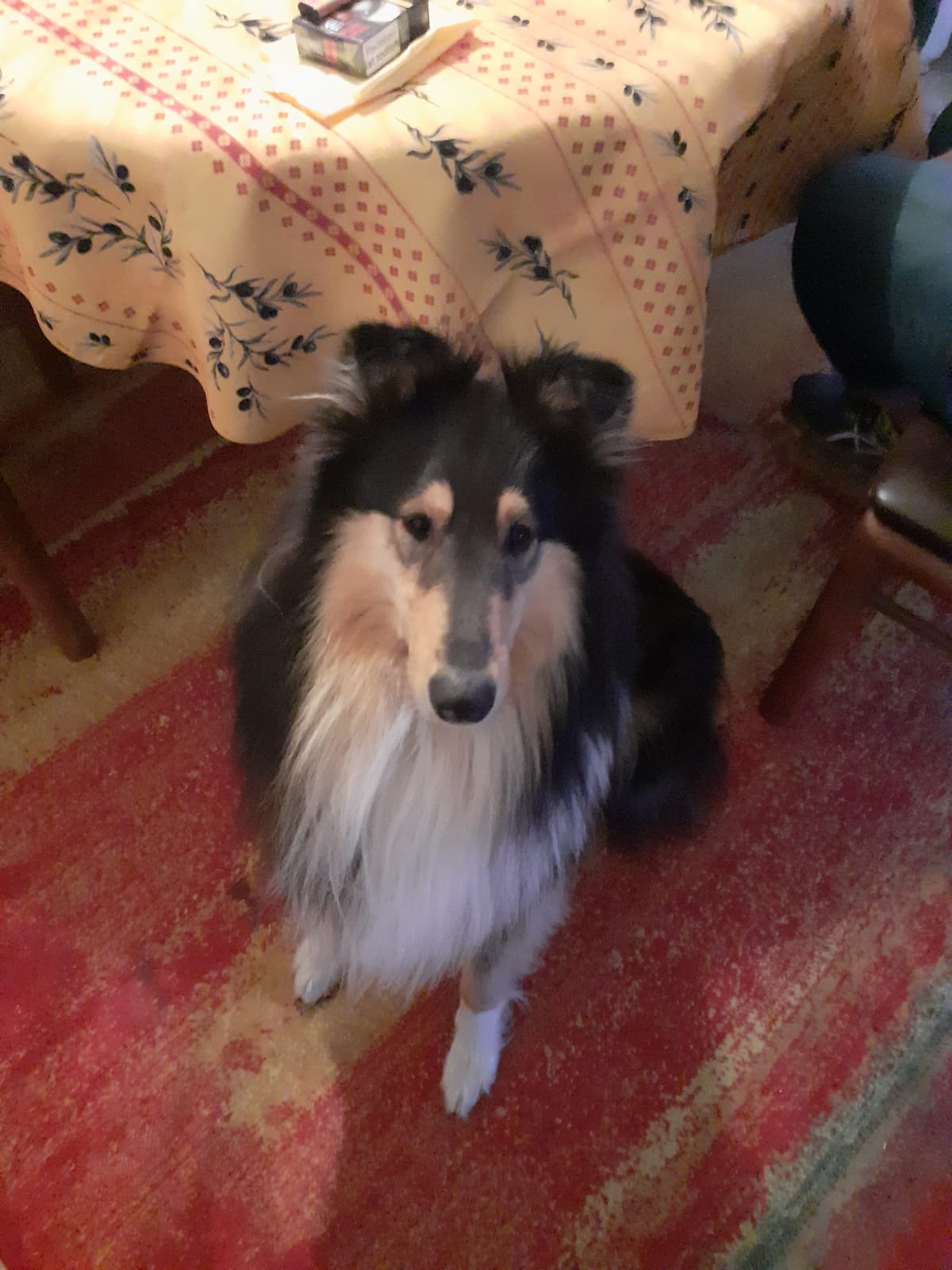 Charly Brown mit 2 Jahren
