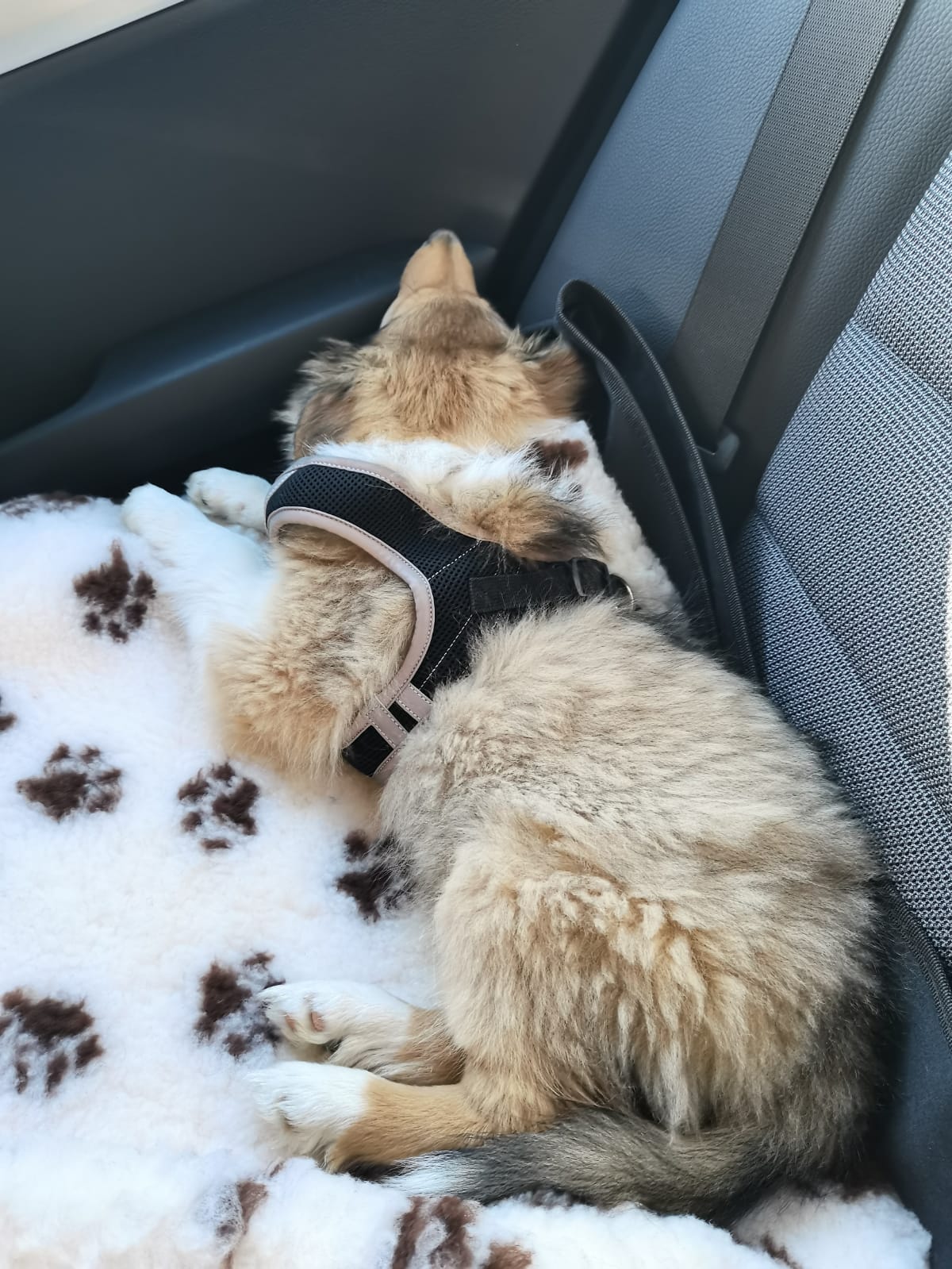 Indiana Jones auf den Weg ins neue Zuhause