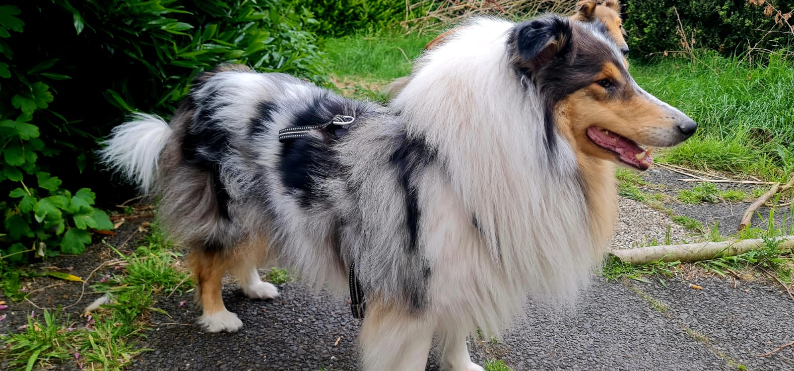 Hanna mit 4 Jahren 