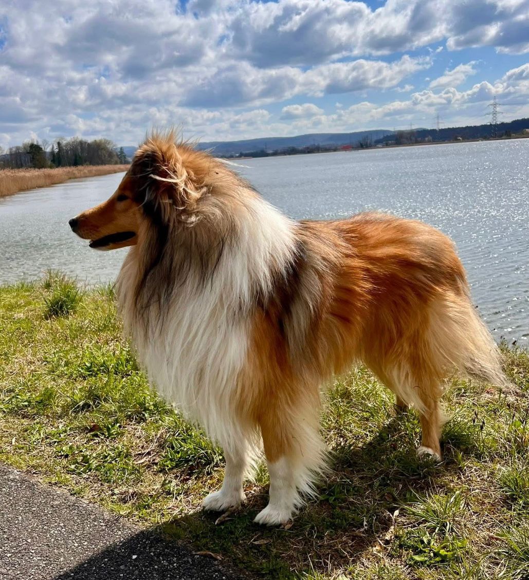 Koda mit 3 Jahren 