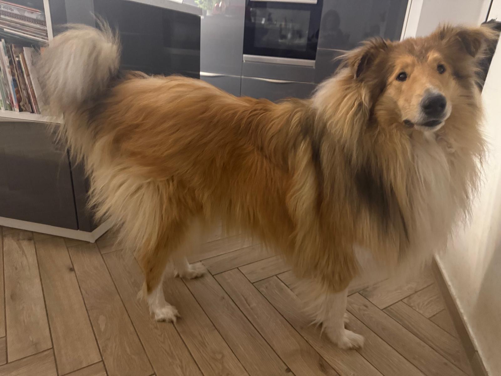 Percy mit 1nem Jahr 